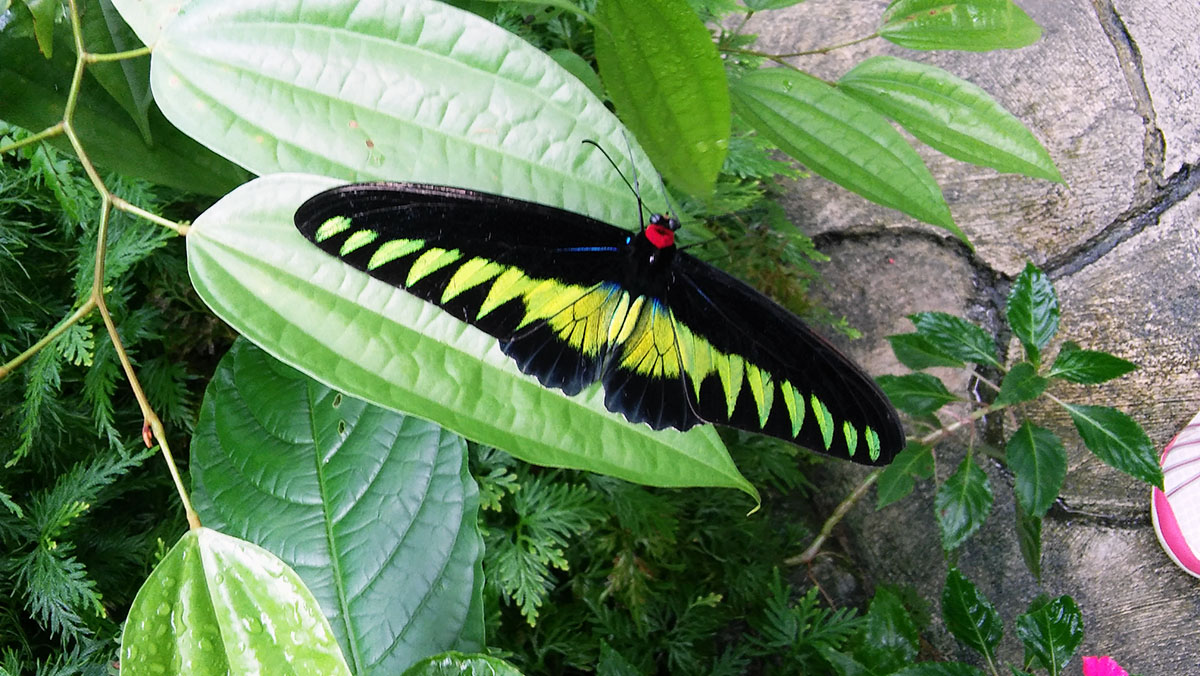Kuala Lumpur Butterfly Park
